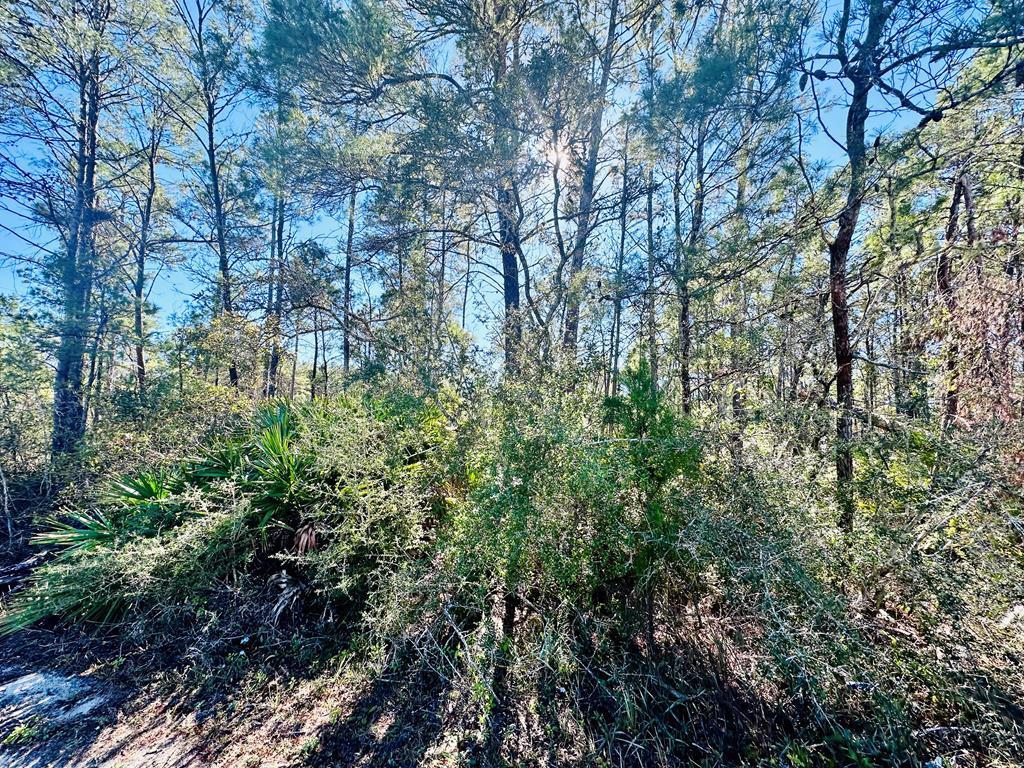 264 River Road Carrabelle, FL 32322 - Photo 3 of 8