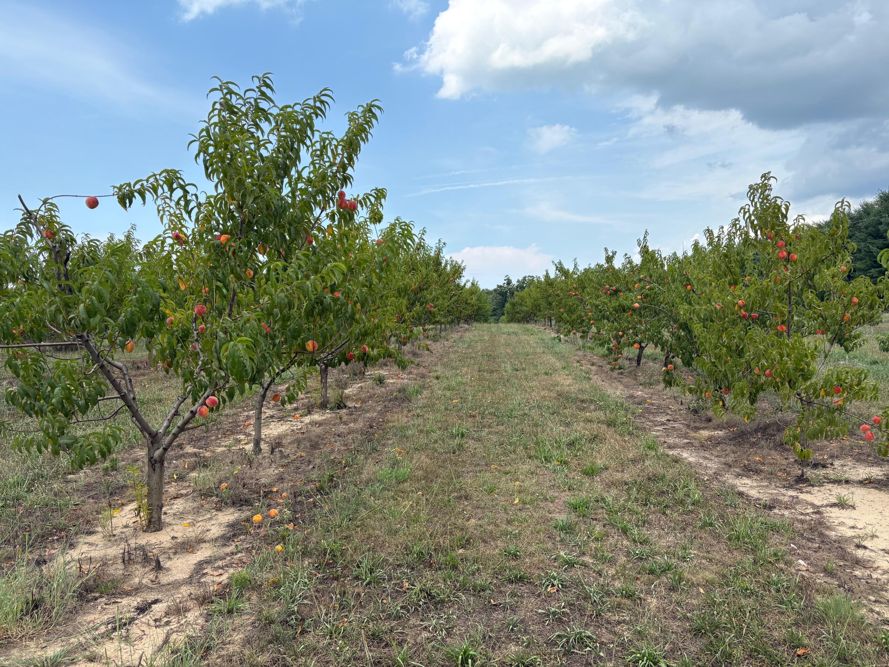 Vl South Arent Road Watervliet, MI 49098 - Photo 4 of 7 IMG_0691