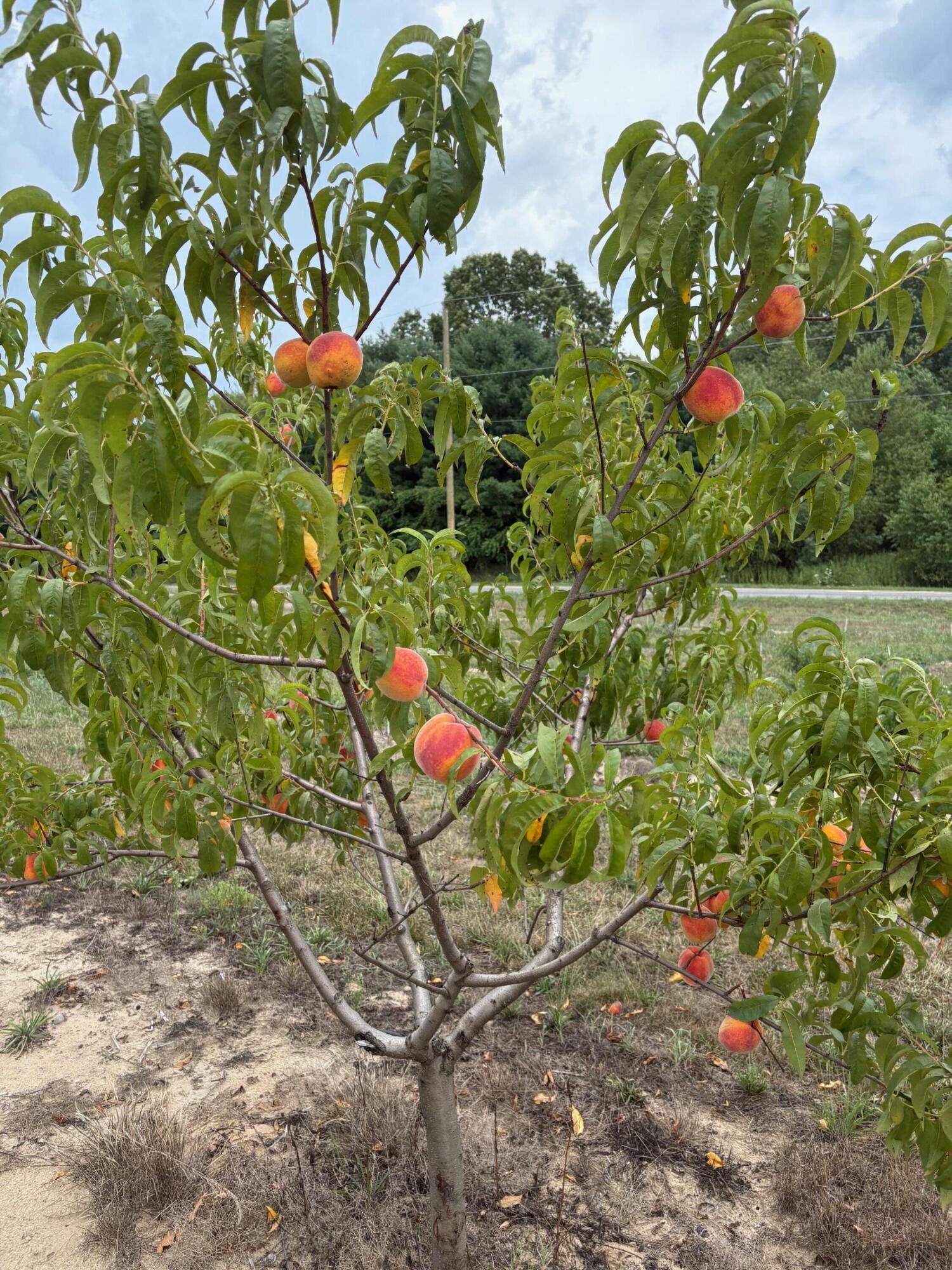 Vl South Arent Road Watervliet, MI 49098 - Photo 5 of 7 IMG_0692
