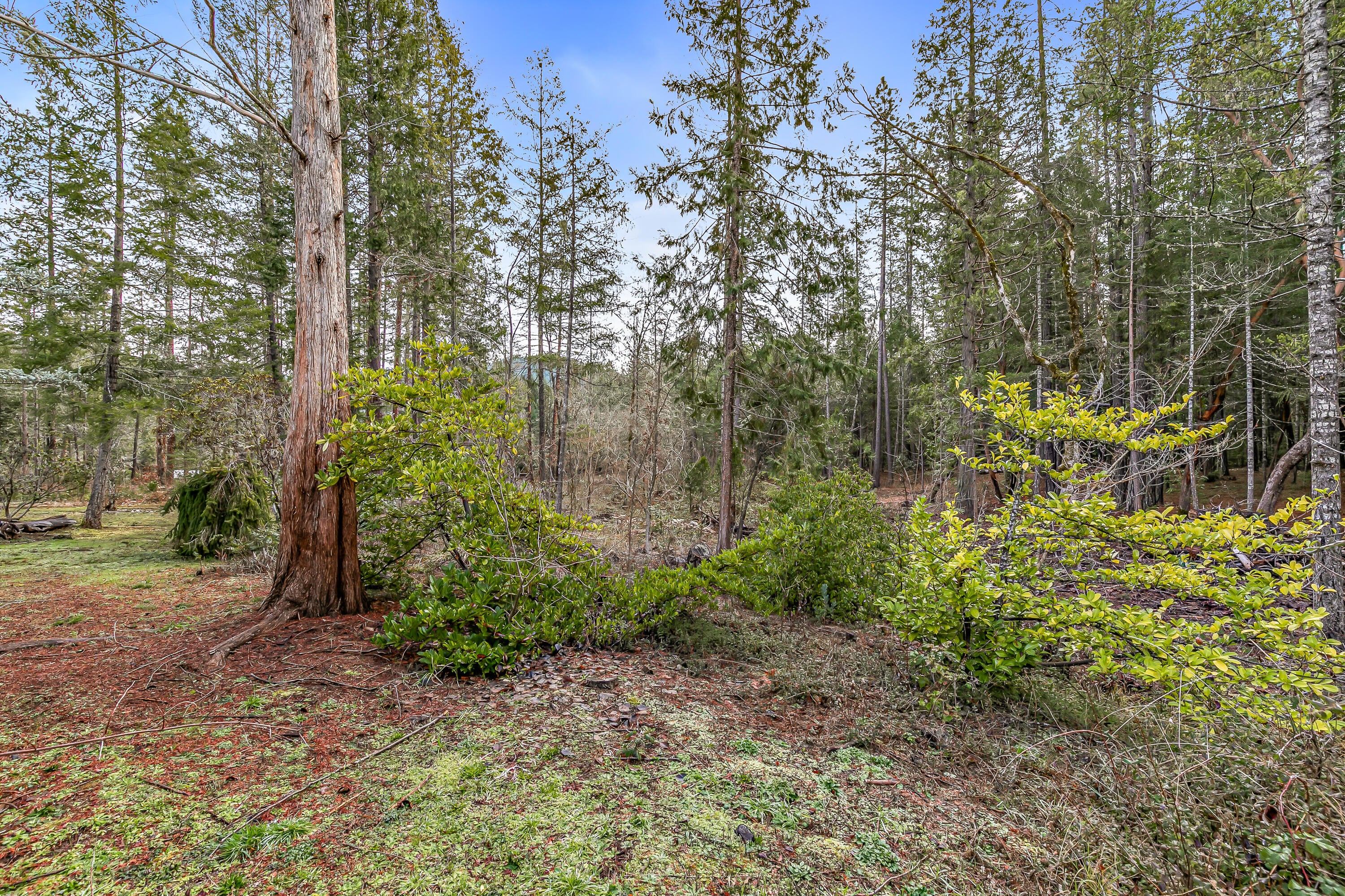 3610 Pleasant Creek Road Rogue River, OR 97537 - Photo 78 of 110 9R9A7117