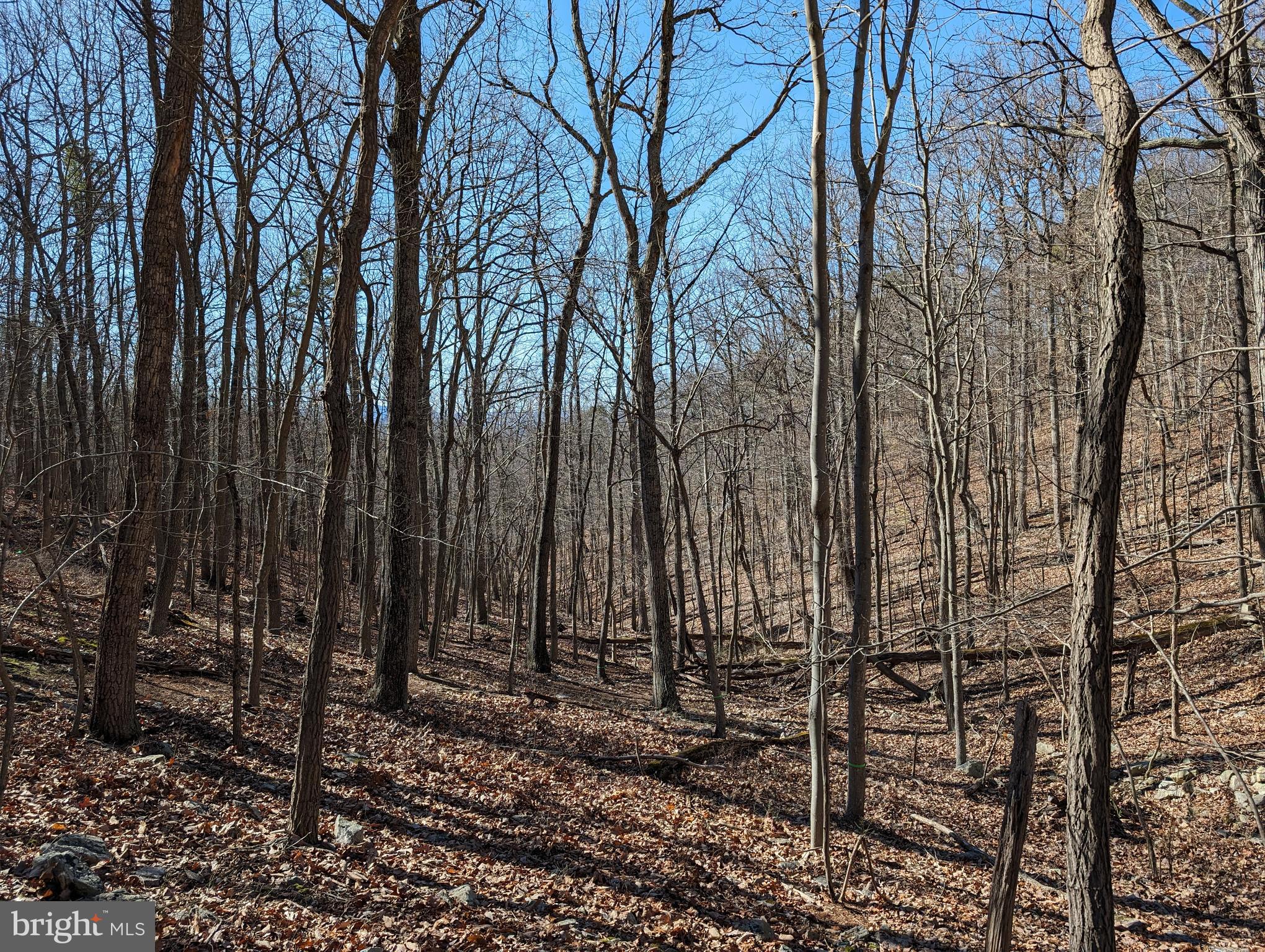 Lot 83 Baldwin Road Front Royal, VA 22630 - Photo 7 of 16 a view of a backyard