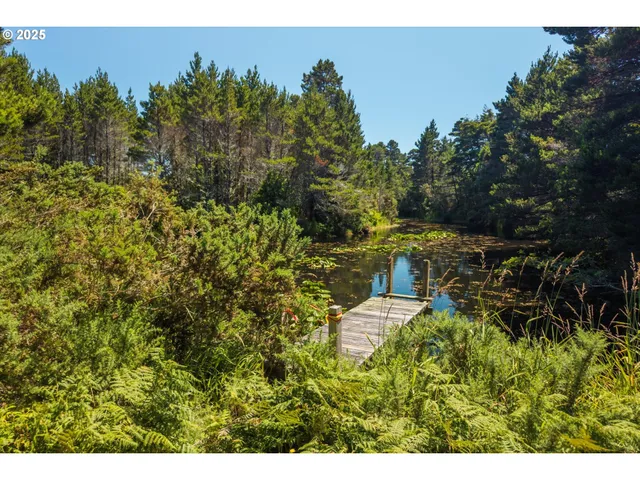 a view of a bunch of trees and bushes