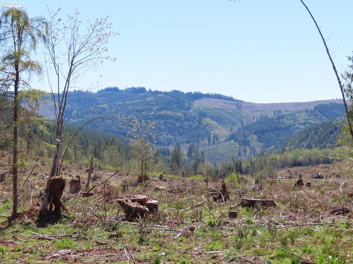 Stewart Spur Road, Unit 13 Kelso, WA 98626 - Photo 8 of 29 Gallery Image 8