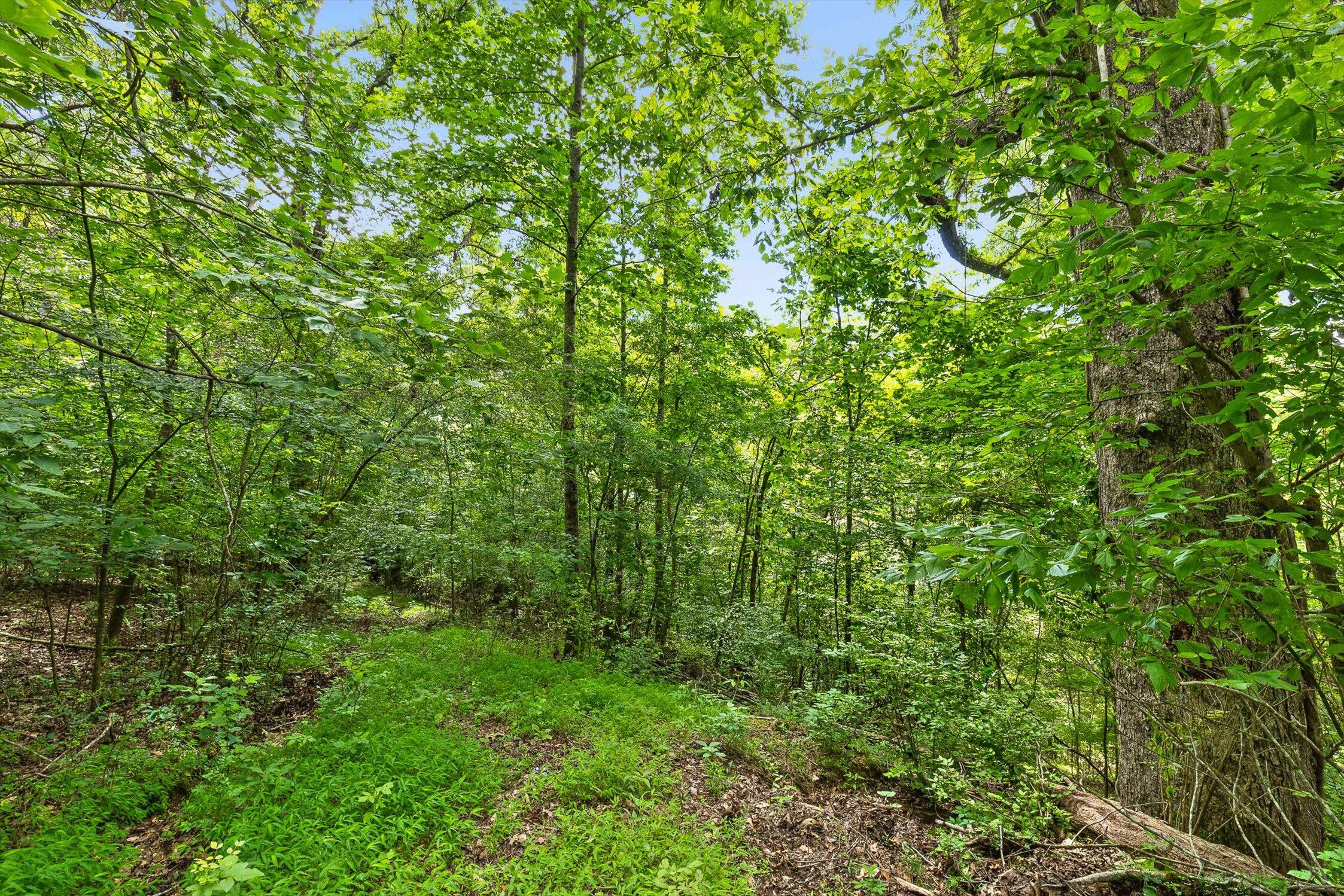 0 Cloud 9 Lane Chickamauga, GA 30707 - Photo 5 of 24 05-Cloud 9-4