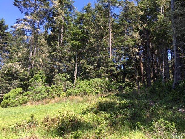 a view of a forest