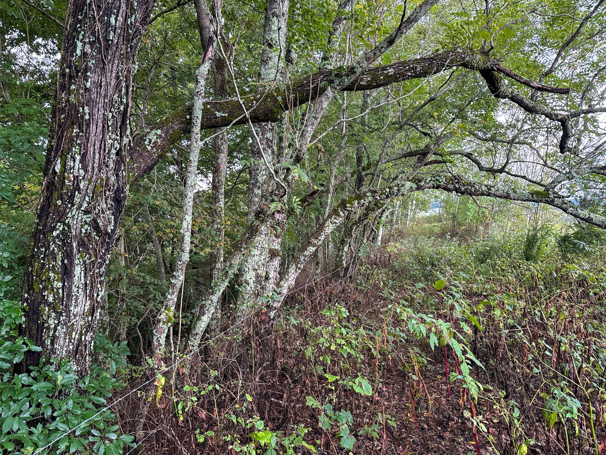 0 Knob Creek Road Westpoint, TN 38486 - Photo 39 of 57