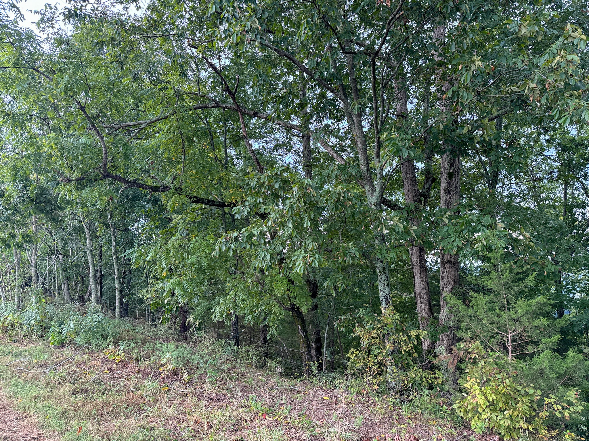 0 Knob Creek Road Westpoint, TN 38486 - Photo 40 of 57