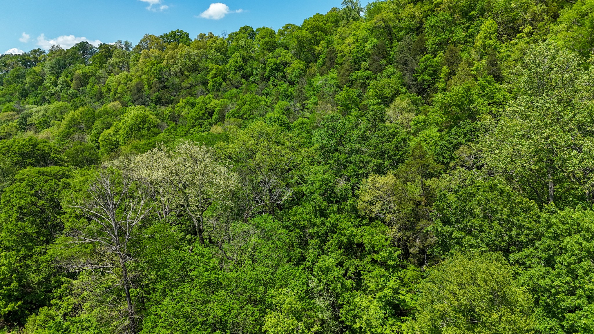 0 Knob Creek Road Westpoint, TN 38486 - Photo 50 of 57