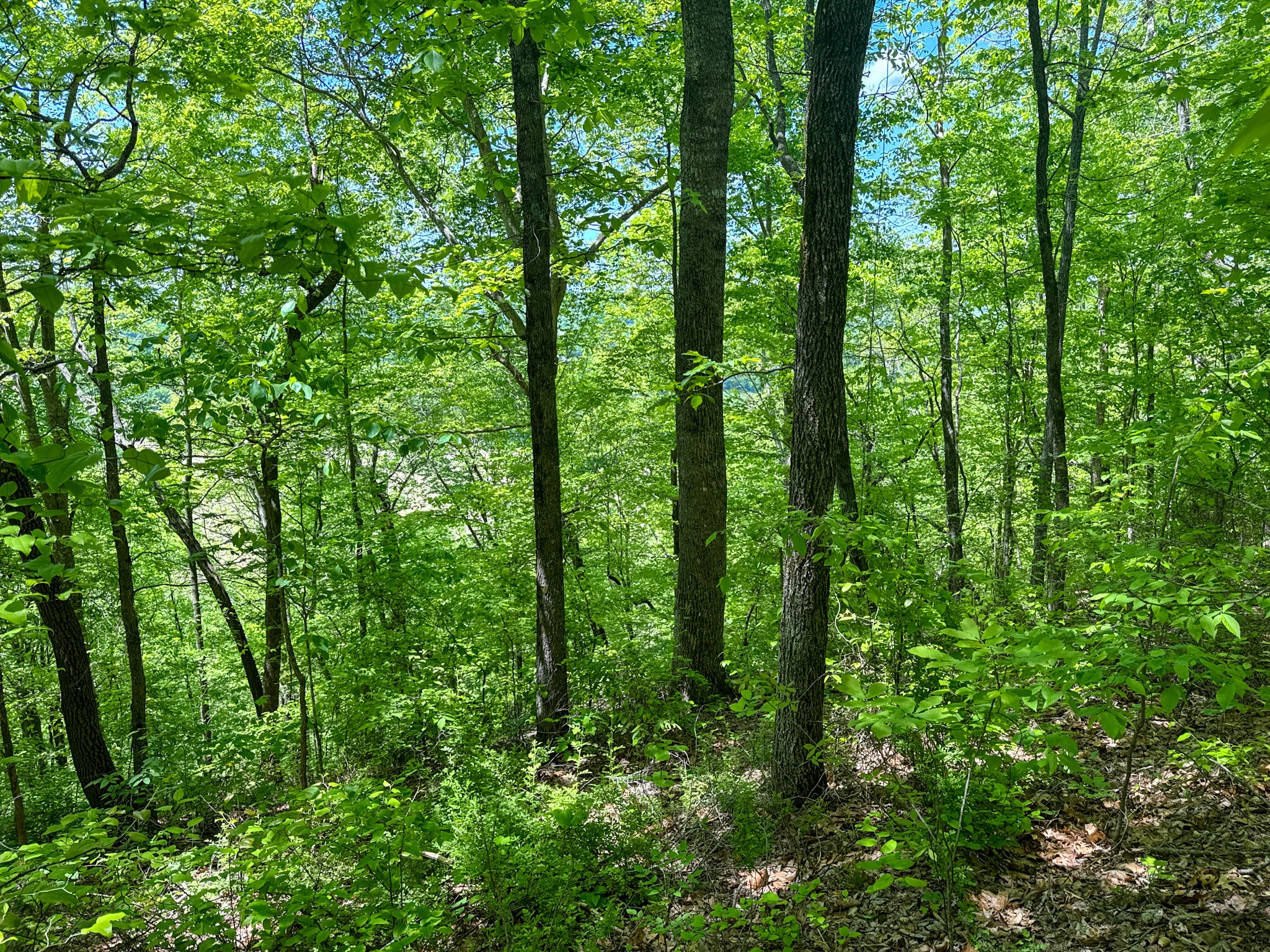 0 Knob Creek Road Westpoint, TN 38486 - Photo 55 of 57