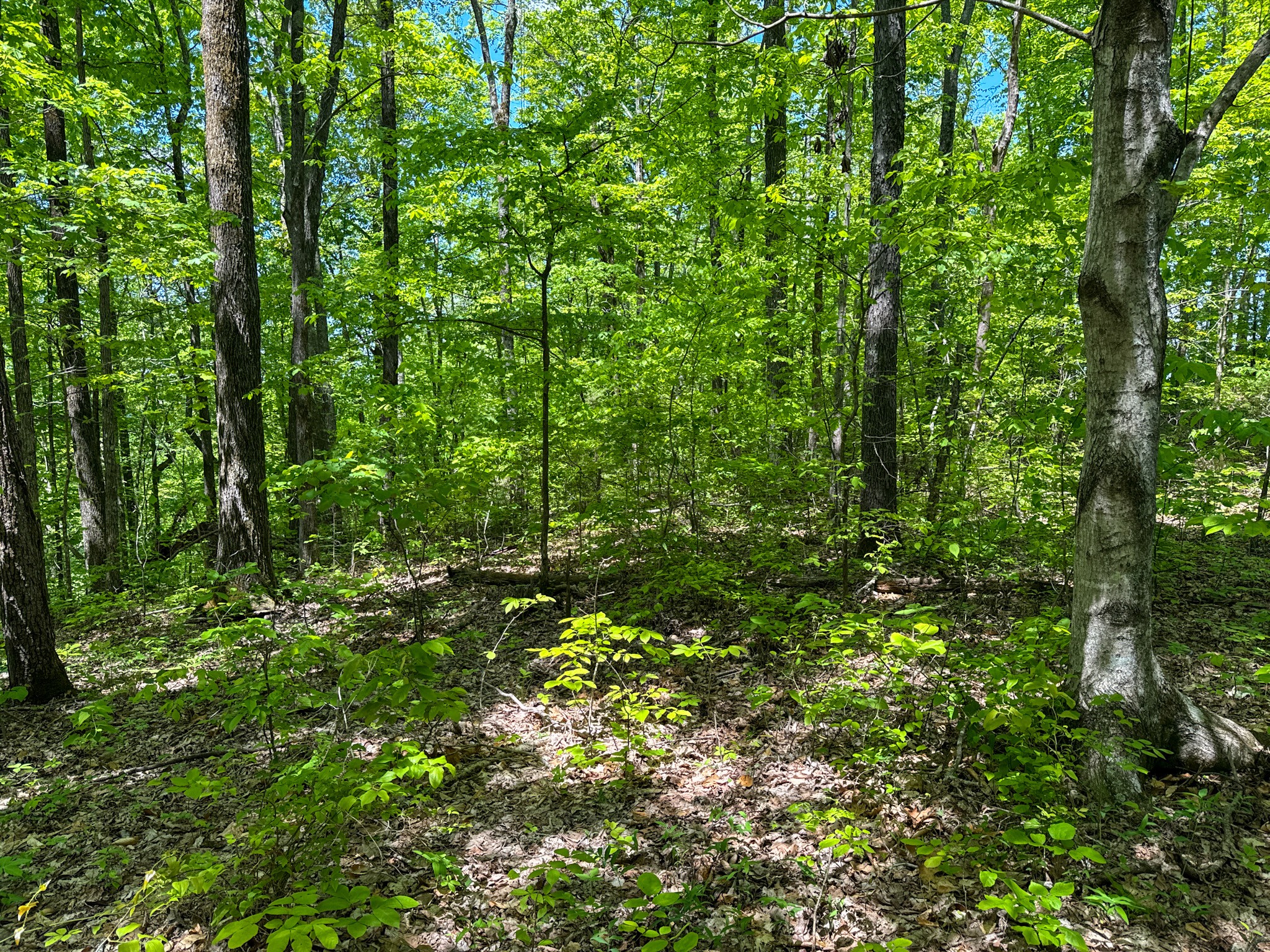 0 Knob Creek Road Westpoint, TN 38486 - Photo 56 of 57