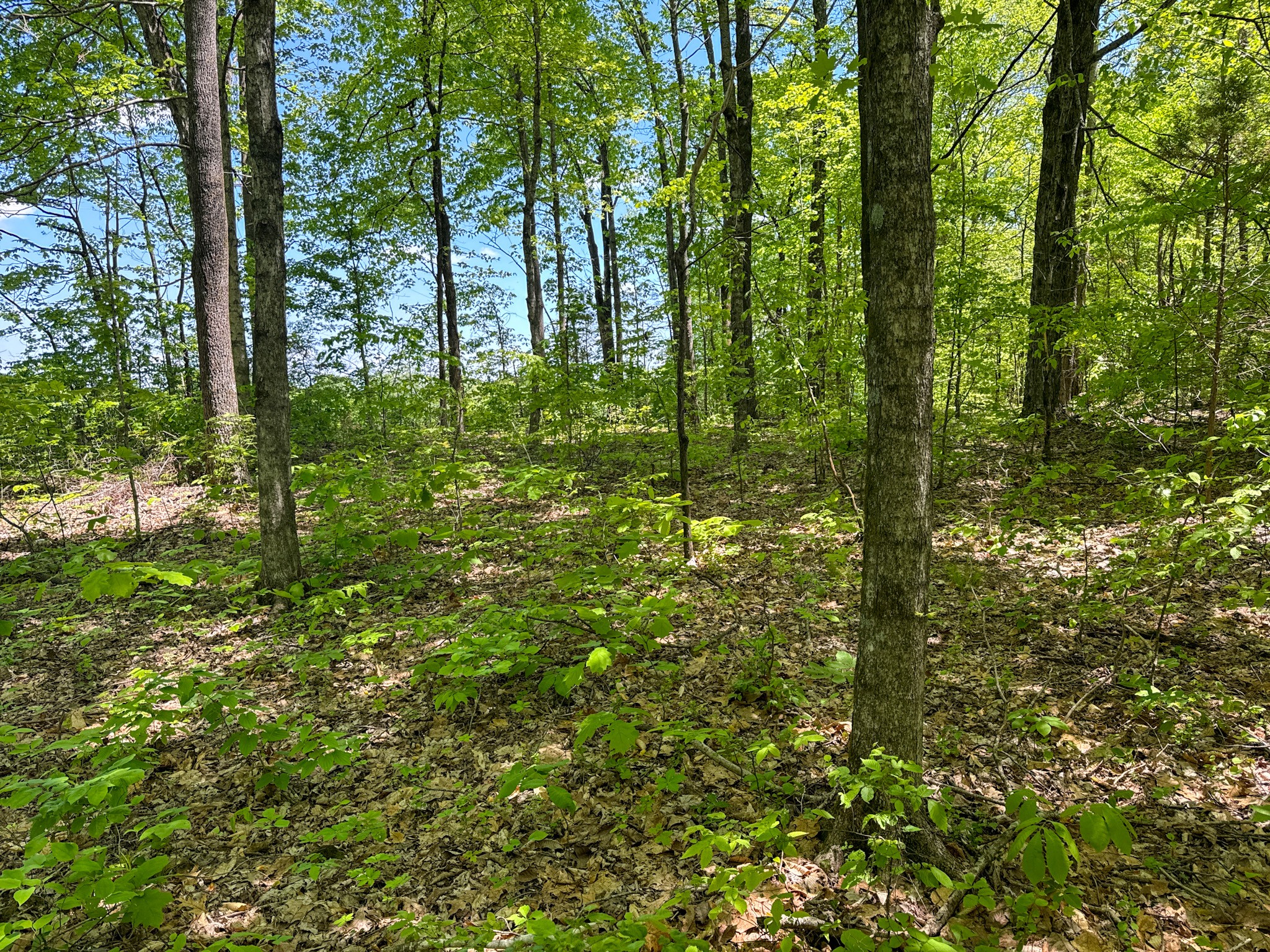 0 Knob Creek Road Westpoint, TN 38486 - Photo 57 of 57