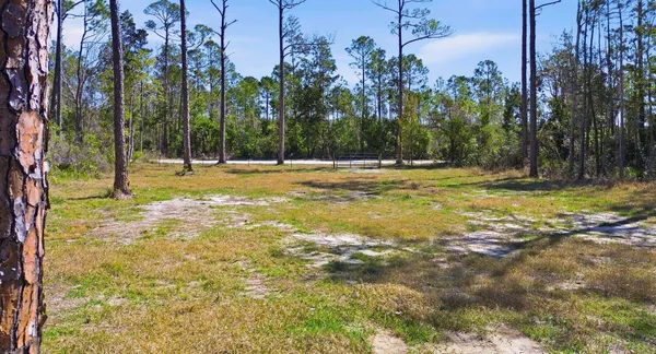 $49,500 | Tbd Jody Morgan Road, Perry, FL 32348