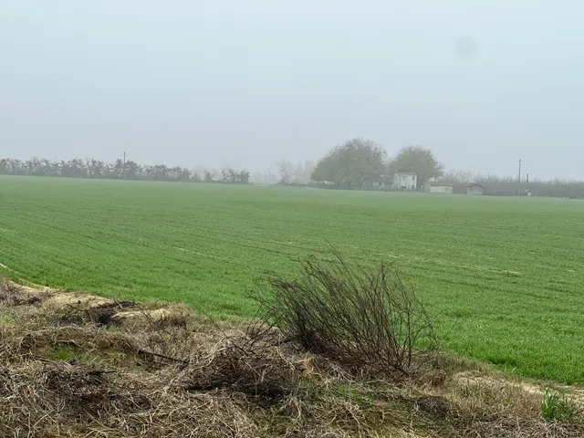 a view of a garden with an ocean