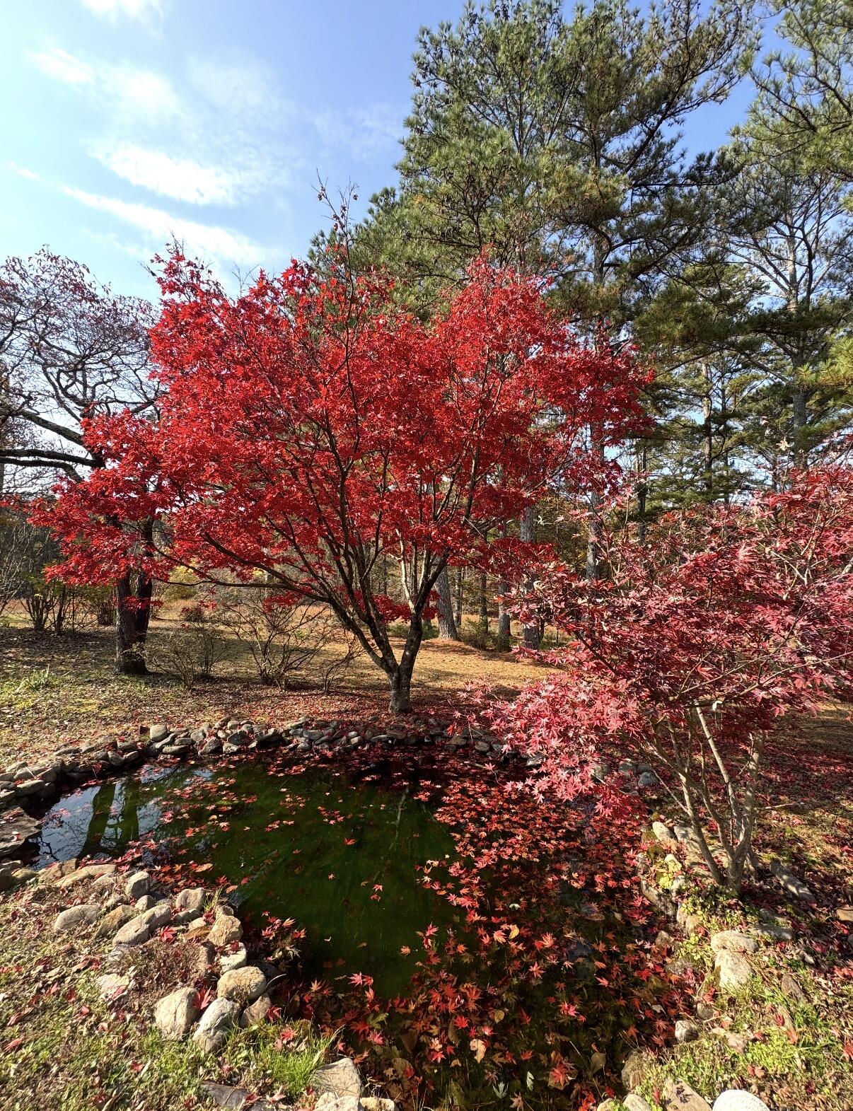 322 Cannon Road LaFayette, GA 30728 - Photo 78 of 78 IMG_1200