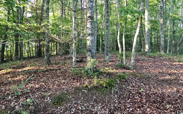 Tbd Boulder Crk Road Murphy, NC 28906 - Photo 1 of 1 a view of forest