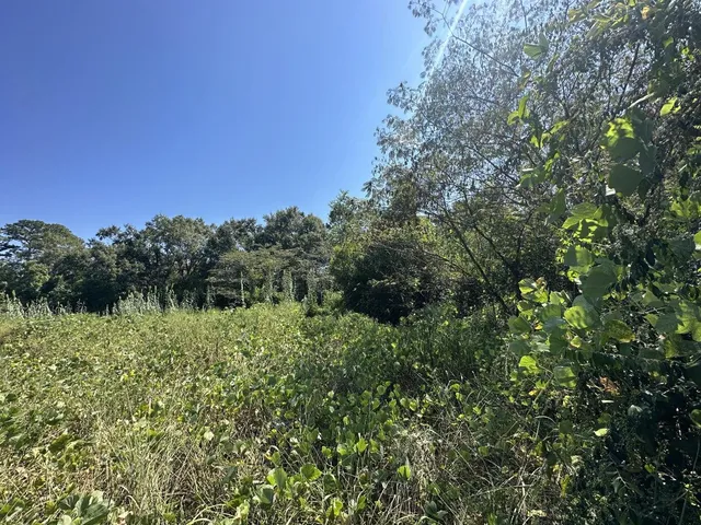 a view of a lush green forest with lawn chairs and plants