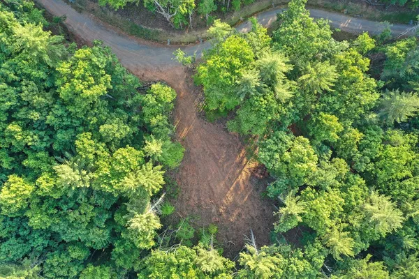 an aerial view of a garden with plants