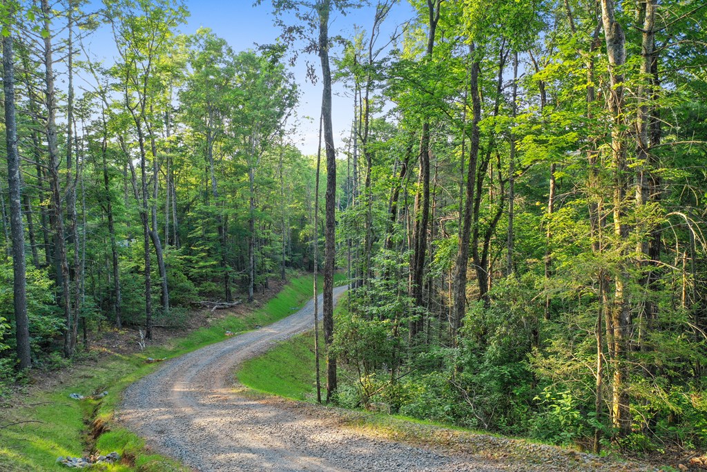Lot 4 Wilderness Way Blue Ridge, GA 30513 - Photo 4 of 11 a view of a forest with a tree