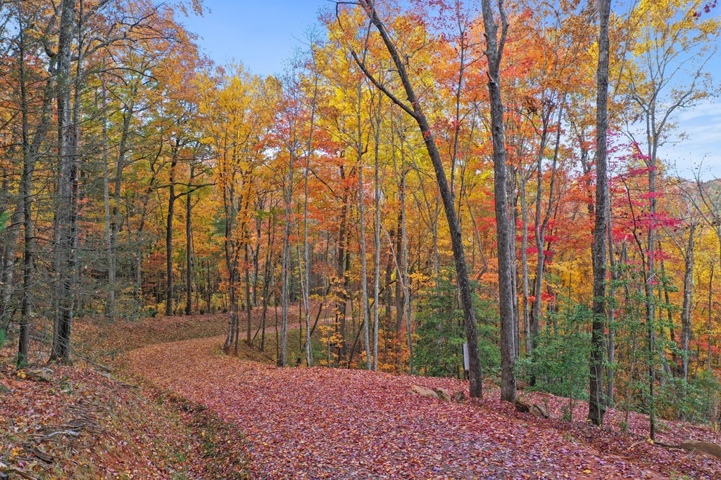 Lot 4 Wilderness Way Blue Ridge, GA 30513 - Photo 10 of 11 a view of backyard with tree