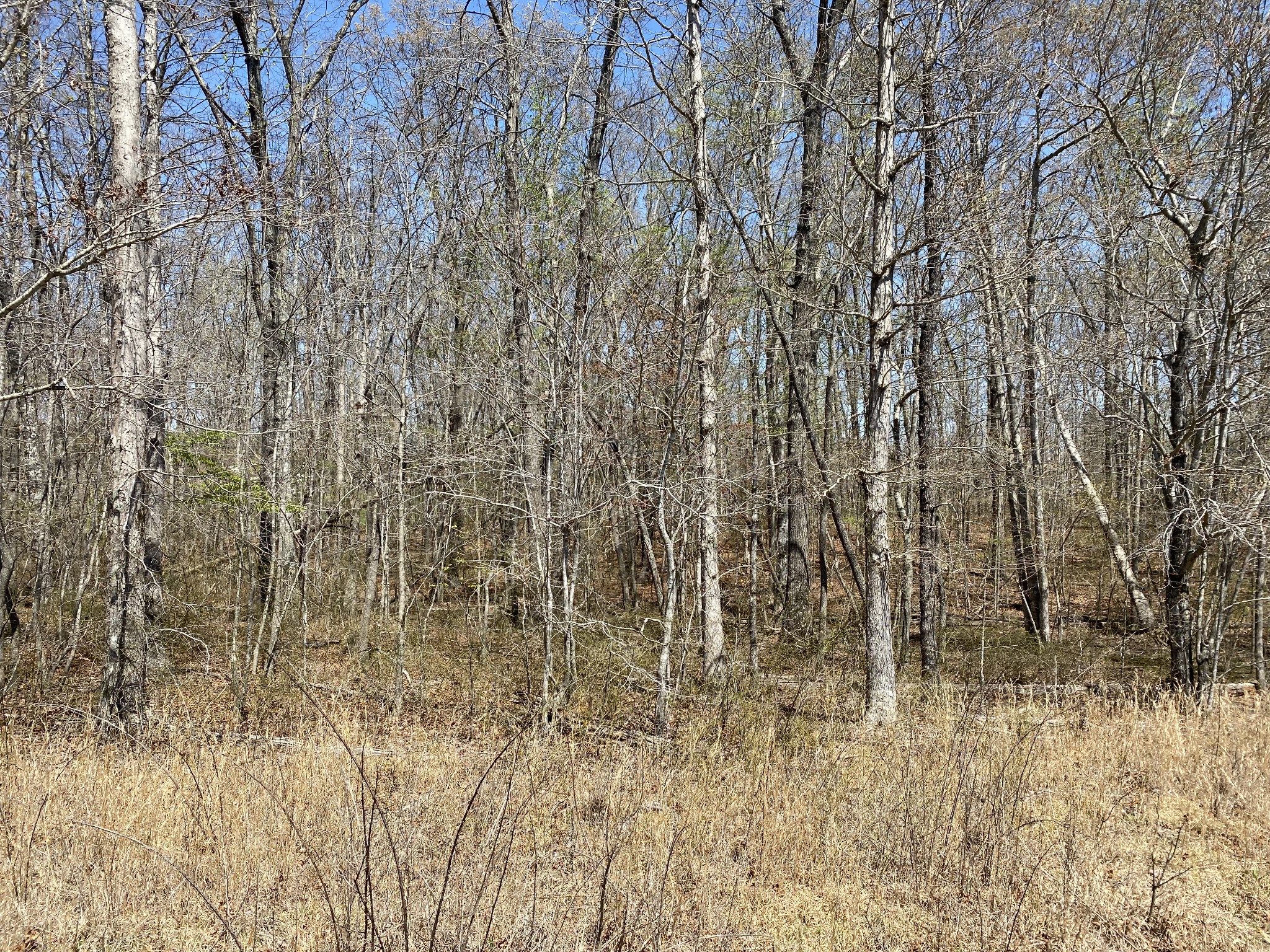0 Adams Road Tracy City, TN 37387 - Photo 3 of 11 Gallery Image 3