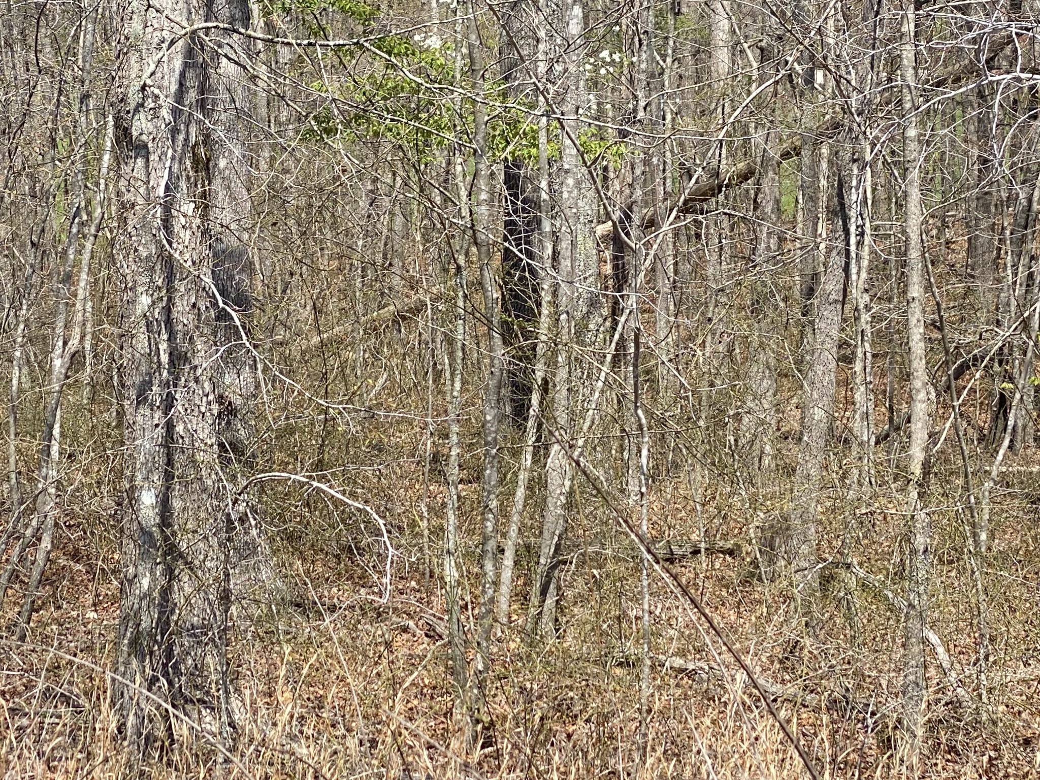 0 Adams Road Tracy City, TN 37387 - Photo 6 of 11 Gallery Image 6