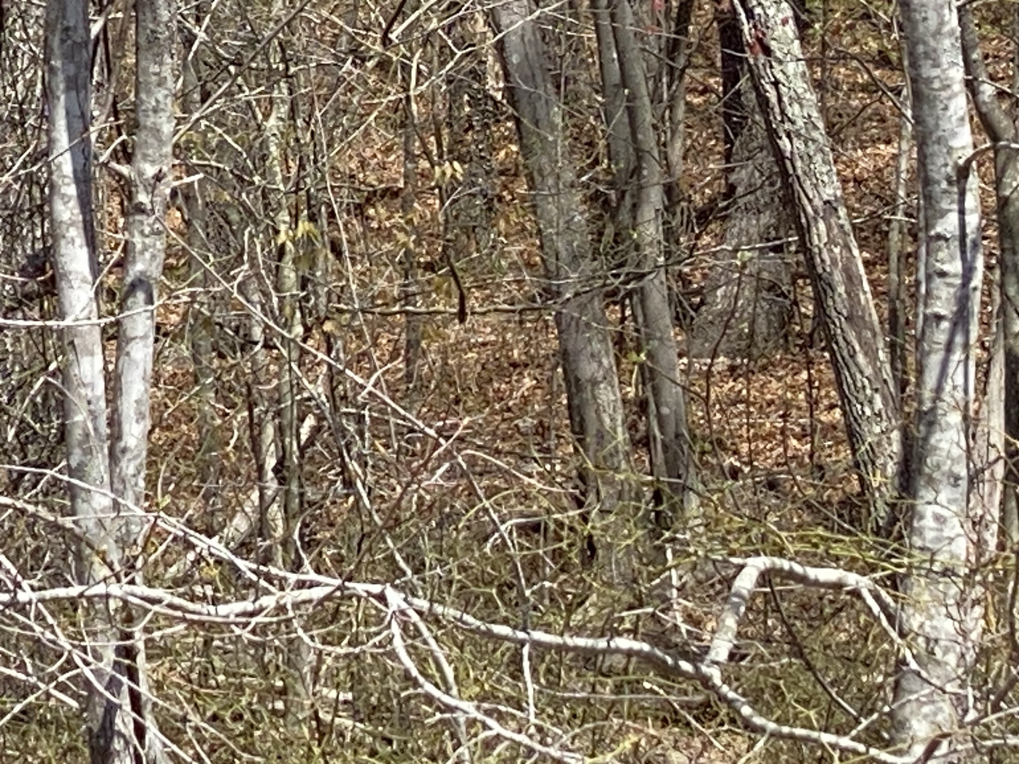0 Adams Road Tracy City, TN 37387 - Photo 8 of 11 Gallery Image 8