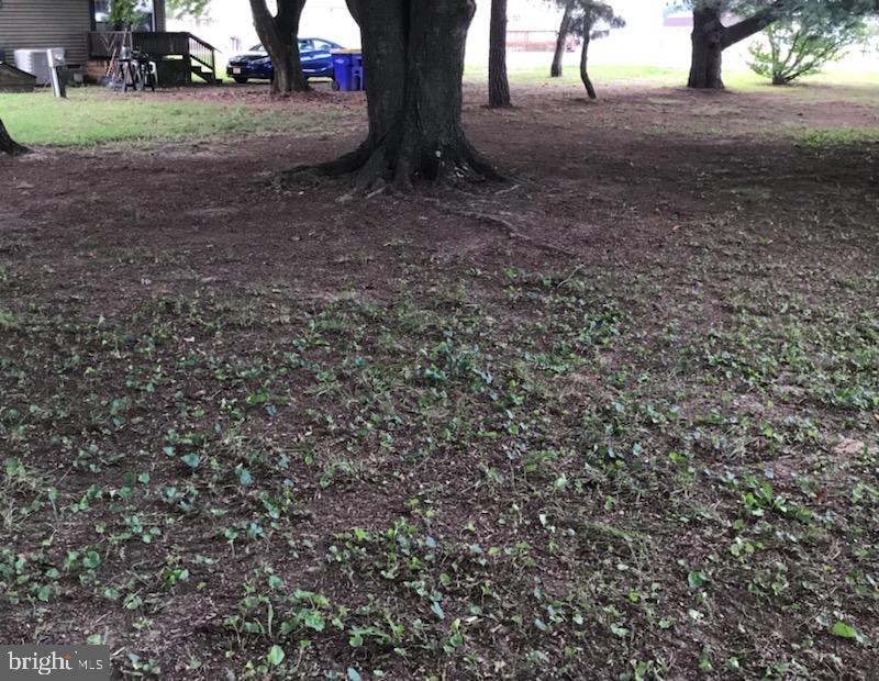 Side Yard