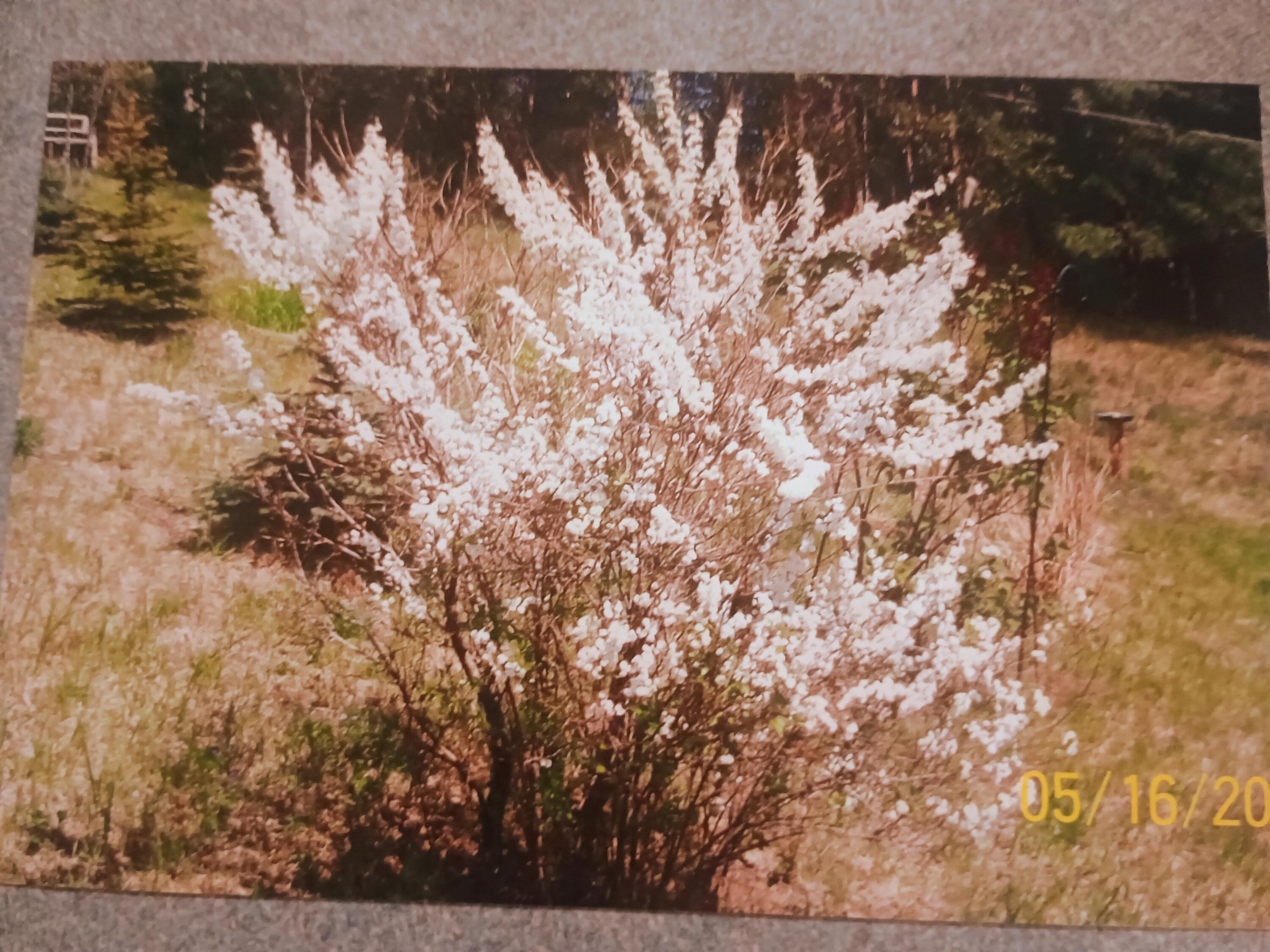 167 Mill Street Blanchard, MI 49310 - Photo 16 of 23 1000013960