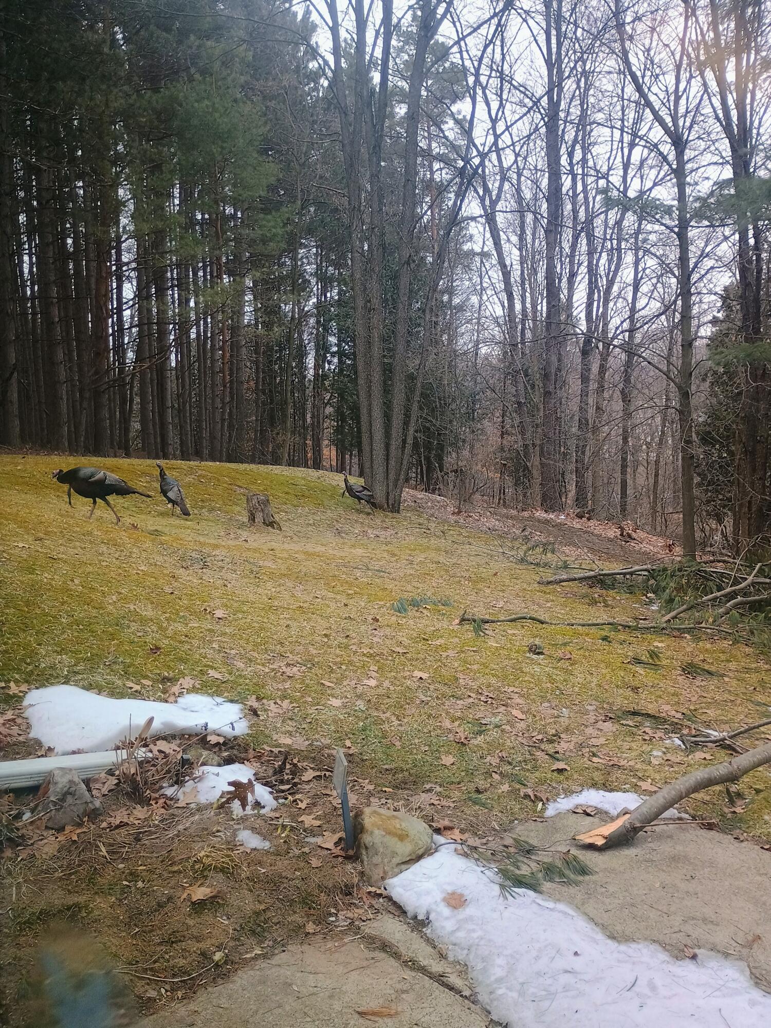 167 Mill Street Blanchard, MI 49310 - Photo 17 of 23 1000013872