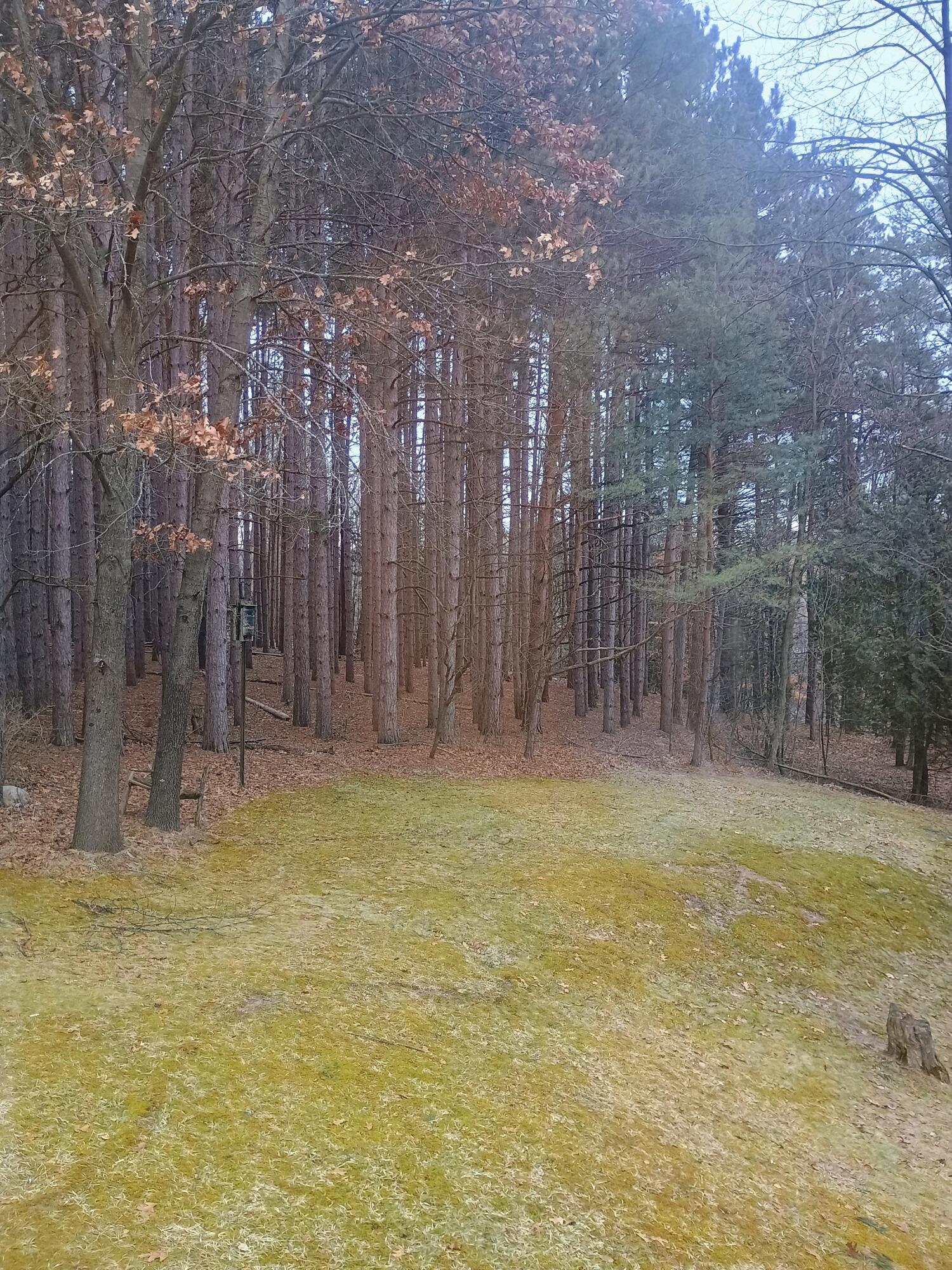 167 Mill Street Blanchard, MI 49310 - Photo 22 of 23 1000013846