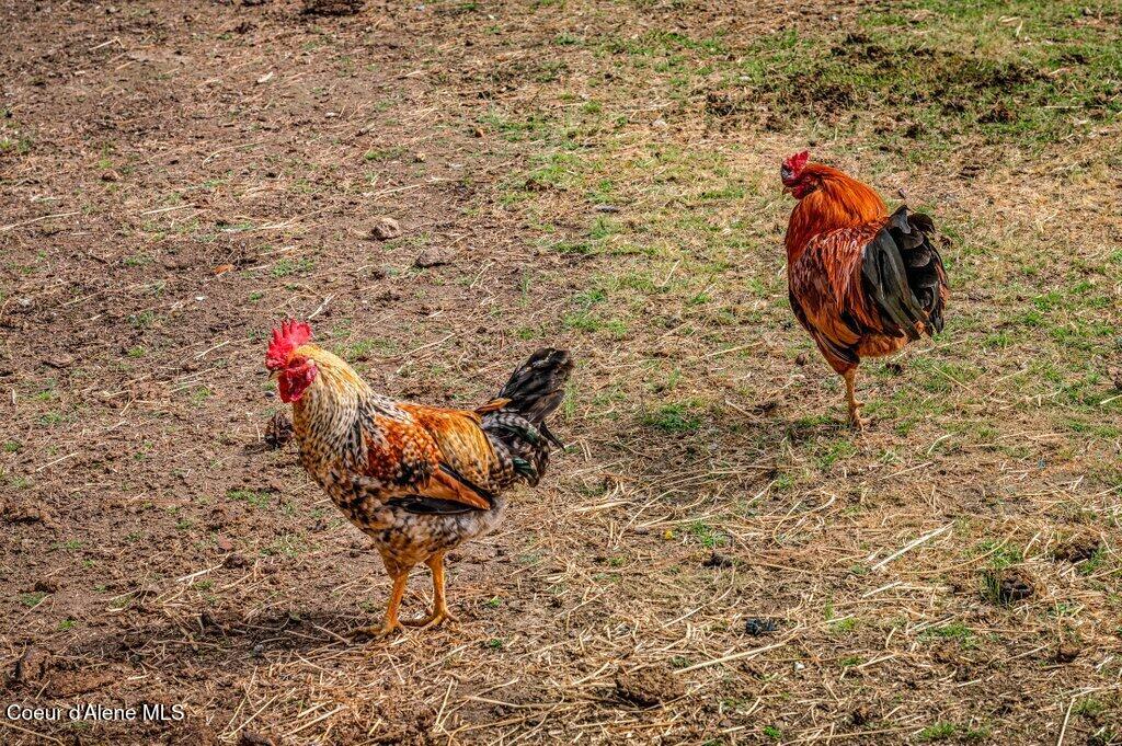 3018 South Signal Point Road Post Falls, ID 83854 - Photo 66 of 117 Chickens