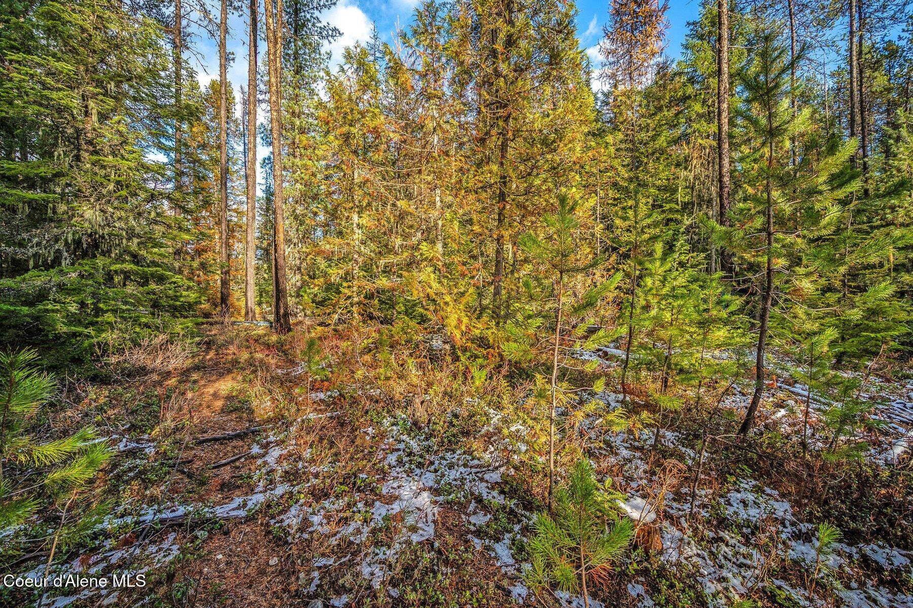 Lot 3 Reeder Bay Road Nordman, ID 83848 - Photo 15 of 21 Trees