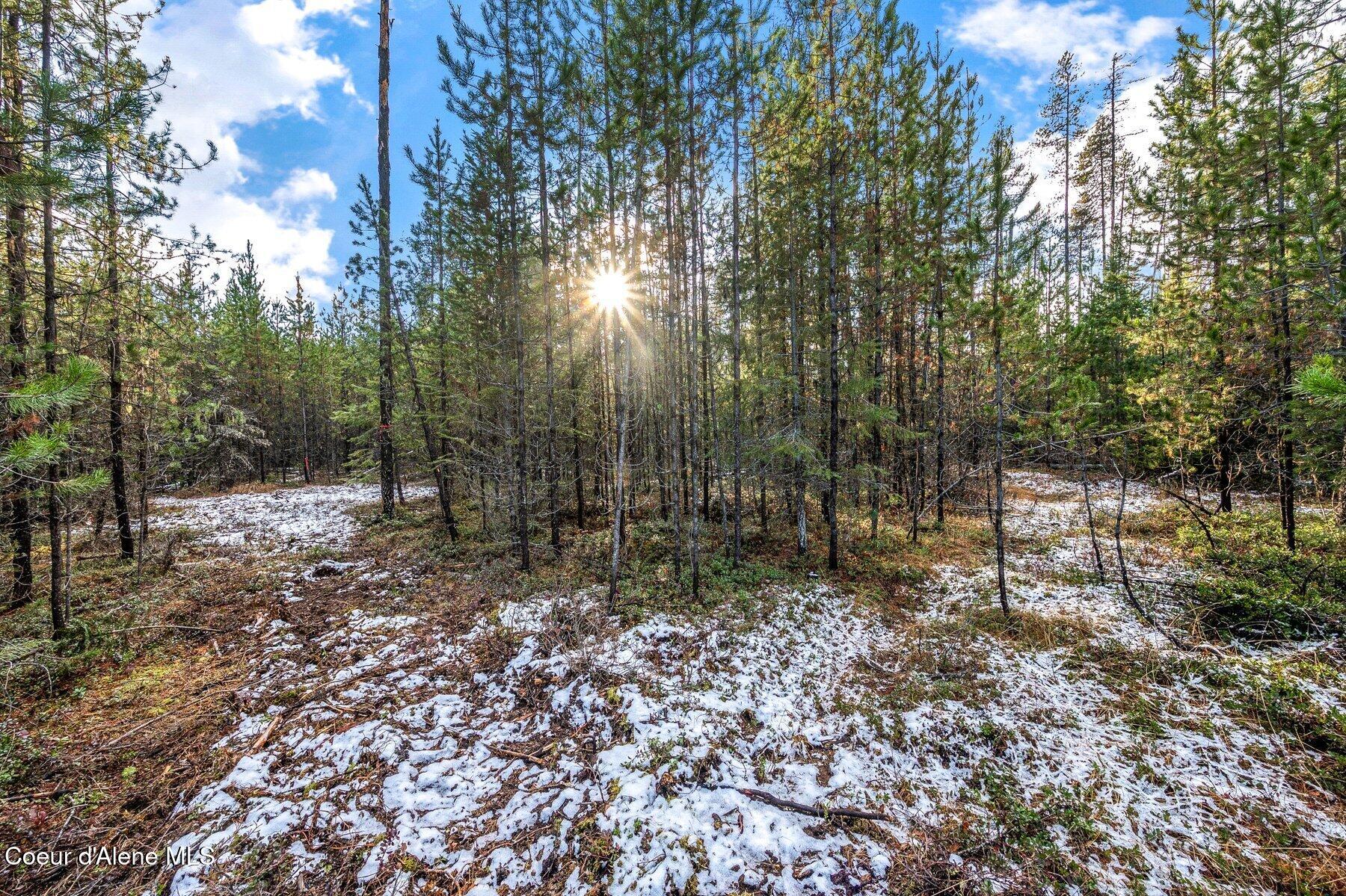 Lot 3 Reeder Bay Road Nordman, ID 83848 - Photo 3 of 21 Lots of Trees