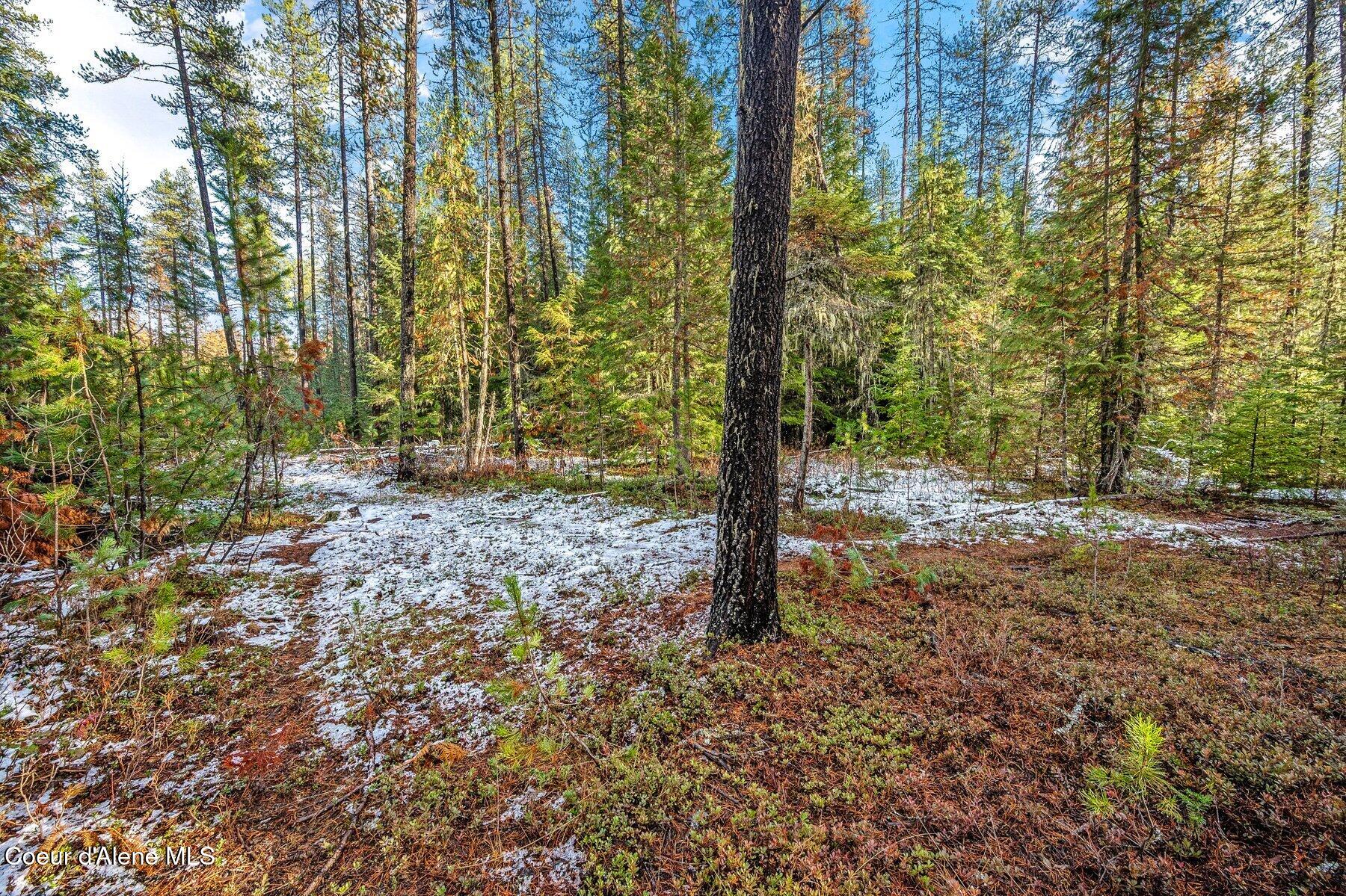 Lot 3 Reeder Bay Road Nordman, ID 83848 - Photo 5 of 21 Trees