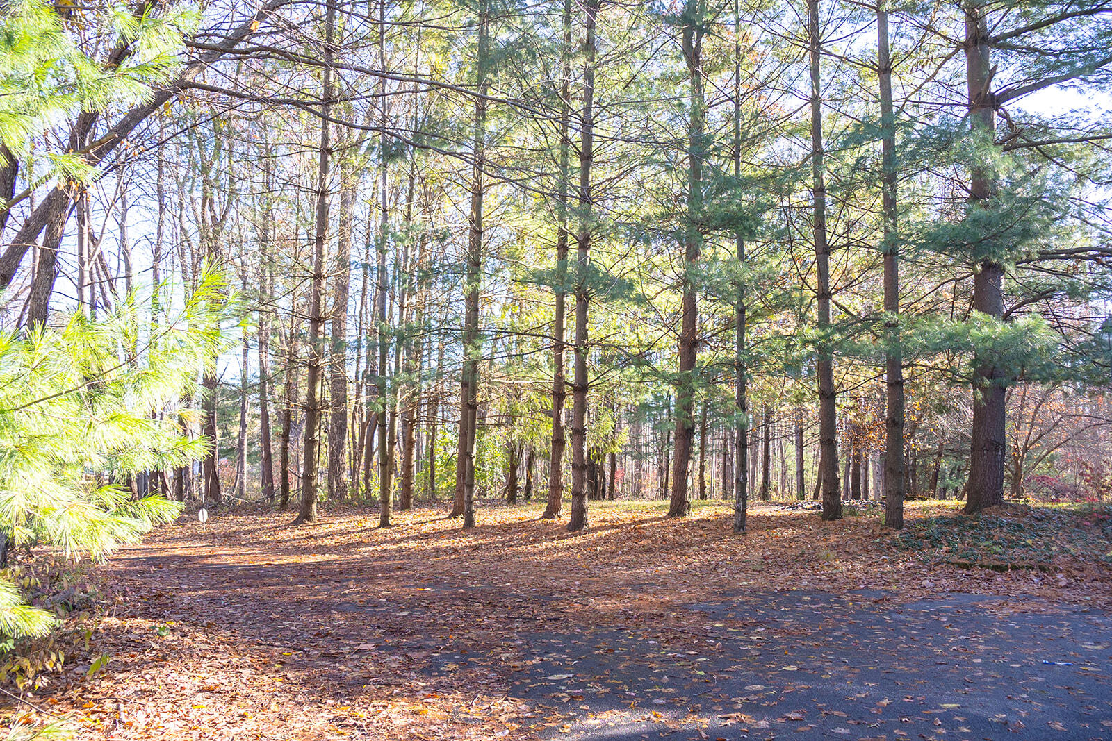 11760 Landon Road Baroda, MI 49101 - Photo 31 of 39 452A7672