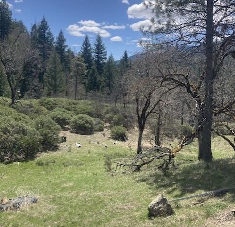 395 East Van Duzen Road Bridgeville, CA 95526 - Photo 18 of 19 a view of a yard with a tree