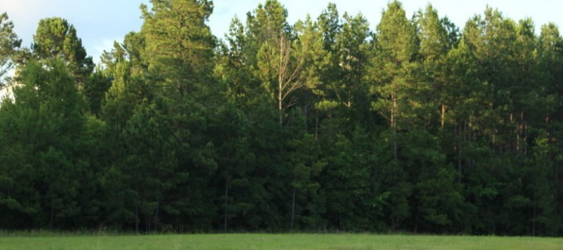 5 Seivern Road Wagener, SC 29164 - Photo 2 of 3