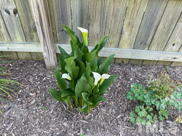 4320 Major Loring Way Raleigh, NC 27616 - Photo 14 of 37 a view of a plant in a garden
