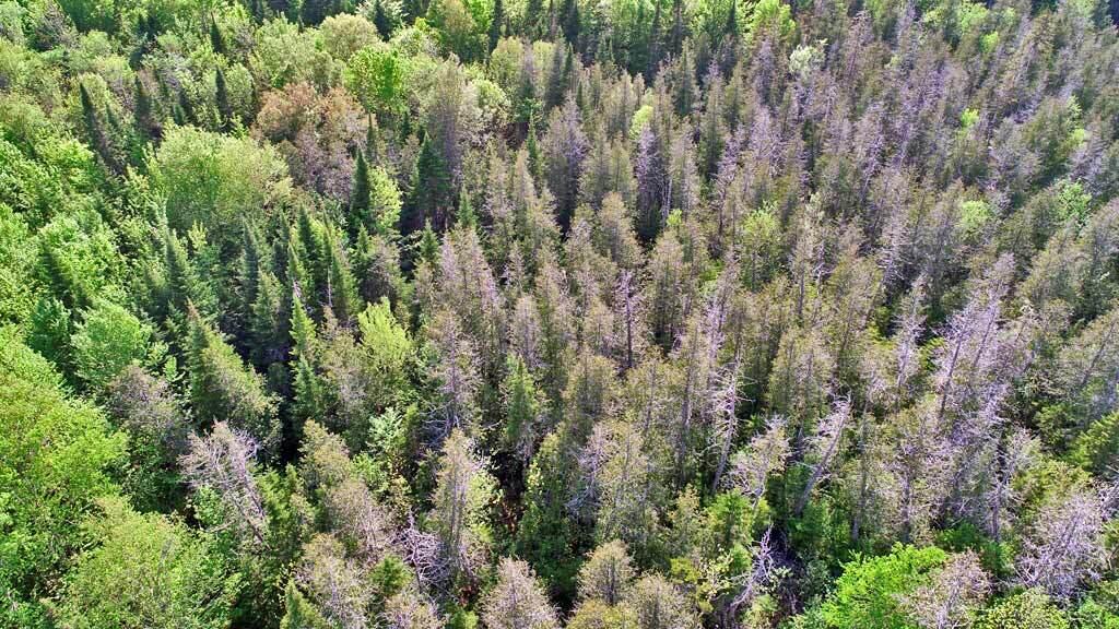 195 Dagget Road Houlton, ME 04730 - Photo 42 of 54 woodlot-timber-to-harvest