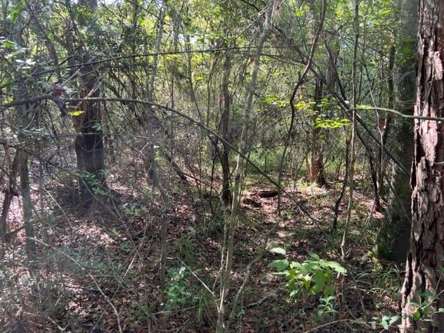 30-ac Union Grove Road Opp, AL 36467 - Photo 8 of 25 Gallery Image 8