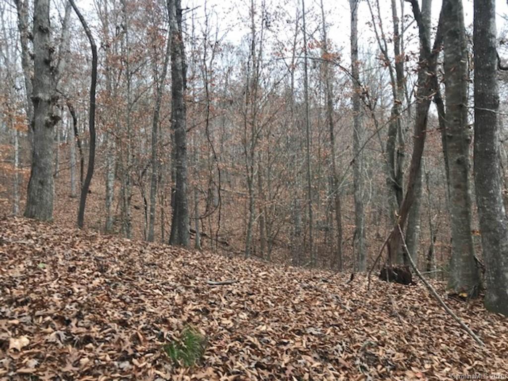Tbd East Fork Road Brevard, NC 28712 - Photo 19 of 34 Gallery Image 19