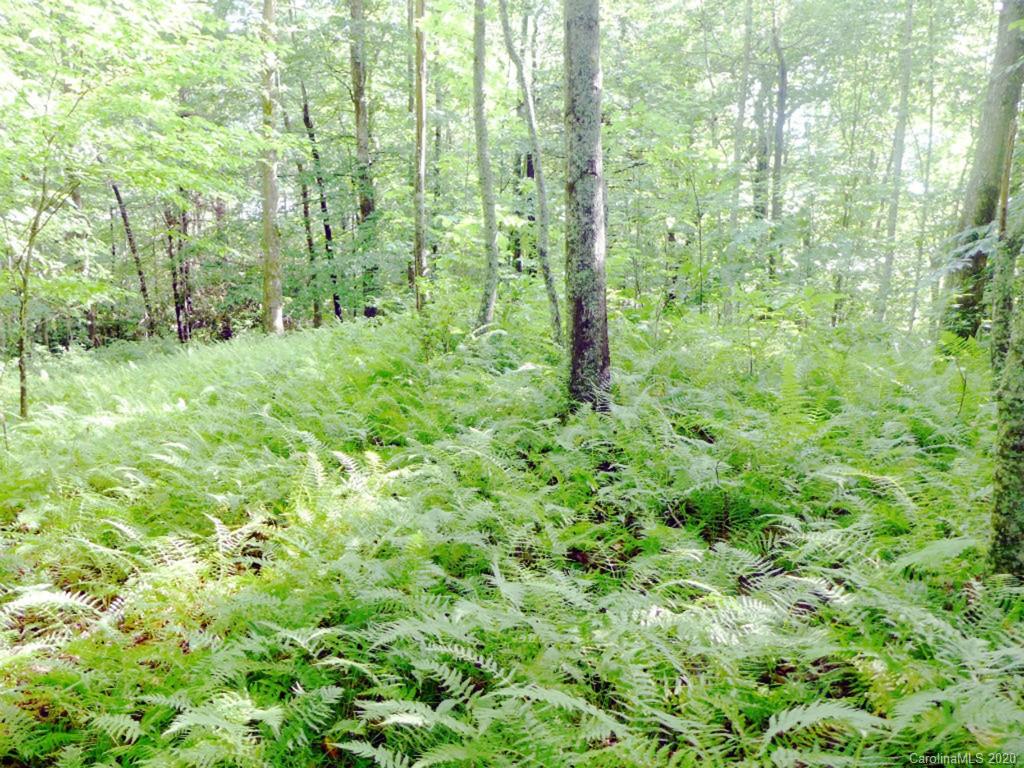Tbd East Fork Road Brevard, NC 28712 - Photo 32 of 34 Gallery Image 32