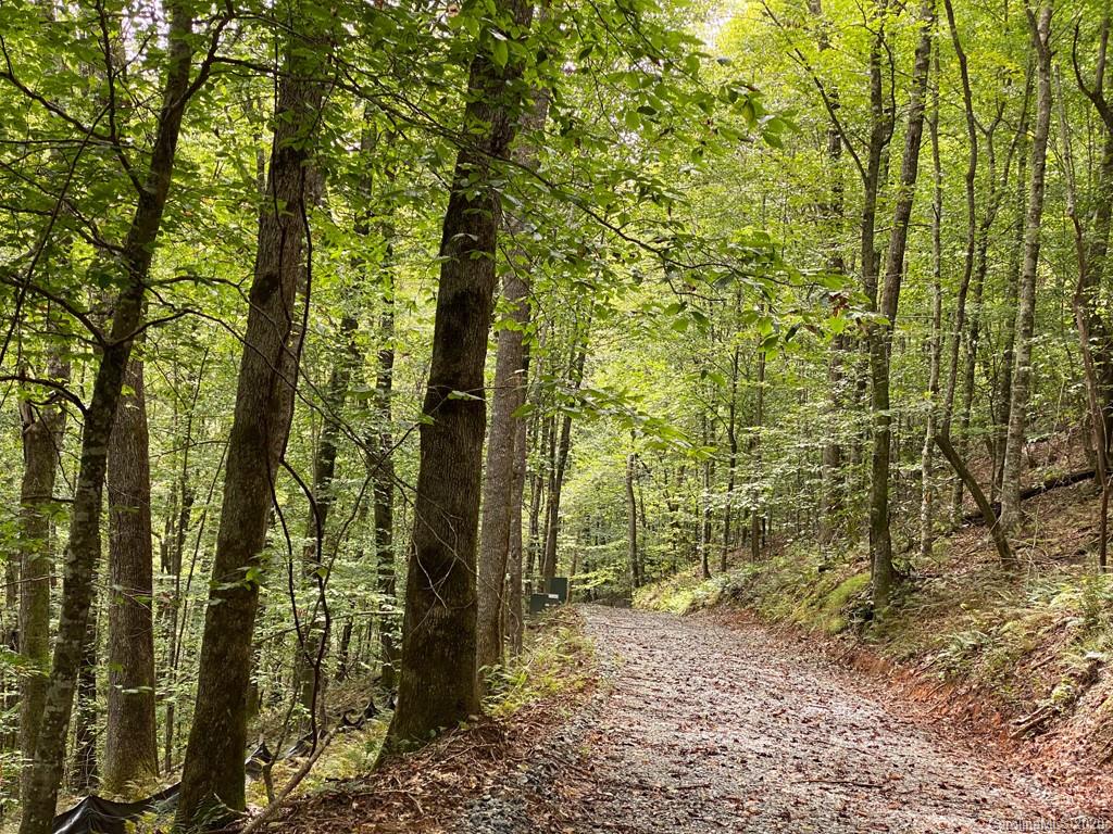 Tbd East Fork Road Brevard, NC 28712 - Photo 7 of 34 Gallery Image 7