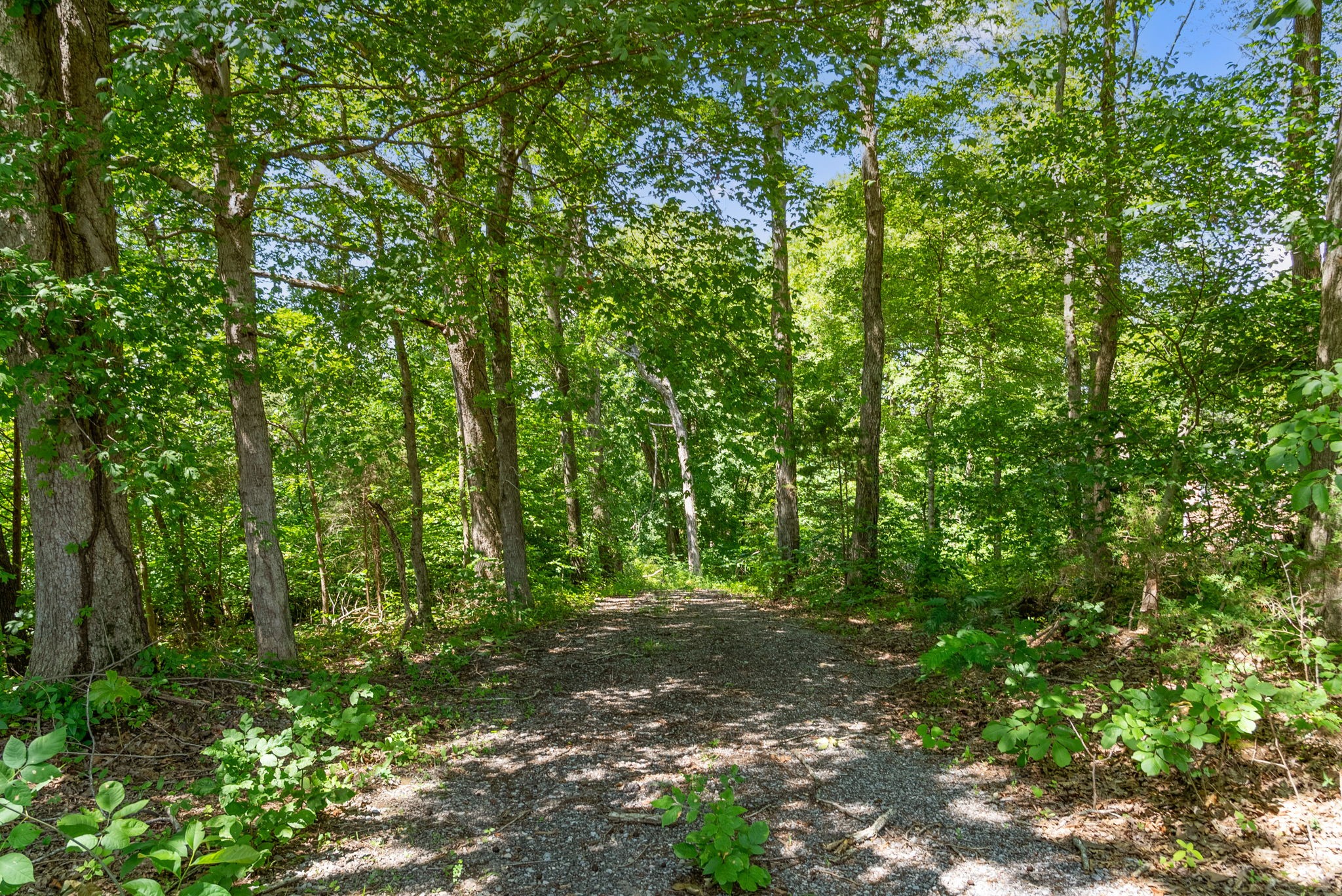 0 Old Clks Sprgfield Road Adams, TN 37010 - Photo 2 of 33 a view of outdoor space and trees