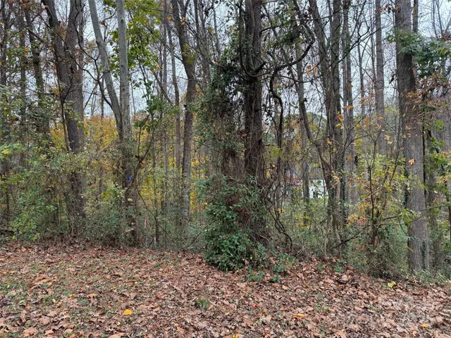 a view of a forest with trees in front of it