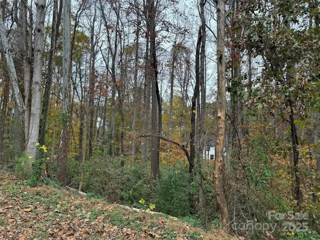 a view of a forest with trees
