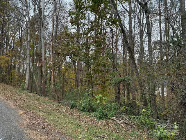 a view of a forest with trees in the background