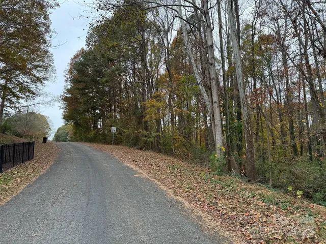 a road view with large trees