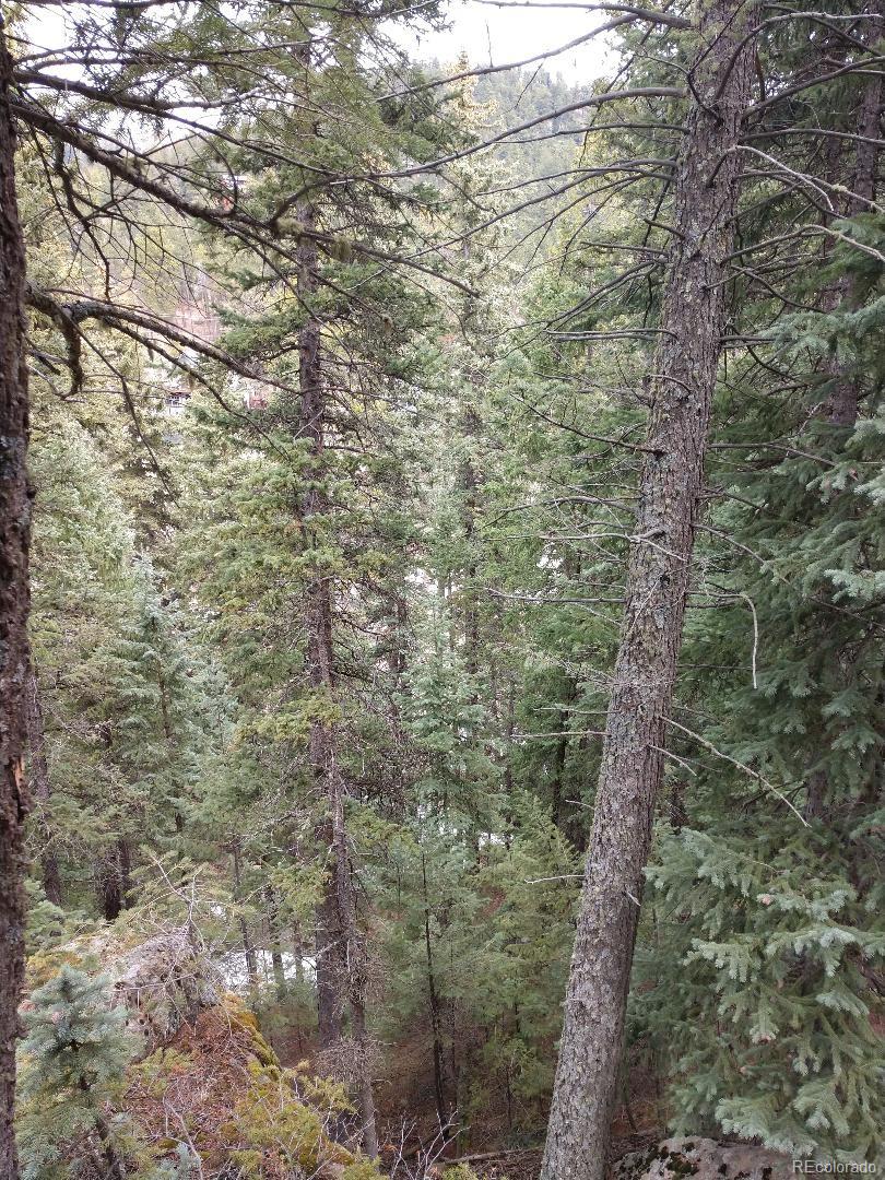 8116 South Brook Forest Road Evergreen, CO 80439 - Photo 5 of 8 a close up of a tree