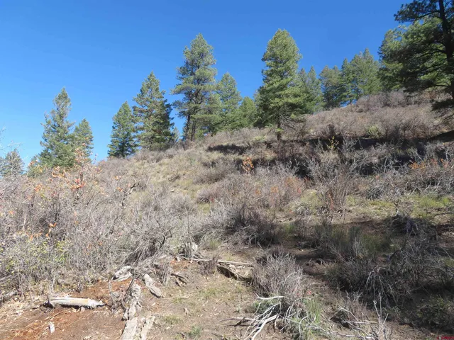 a view of a dry yard with lots of bushes